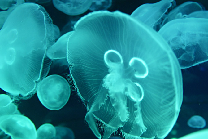 Moon Jellies