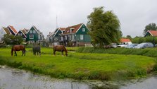 Marken Horses