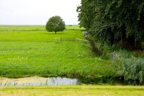 Trees Near Marken