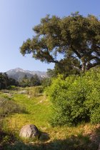 Botanic Garden Meadow