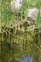 Botanic Garden Reeds