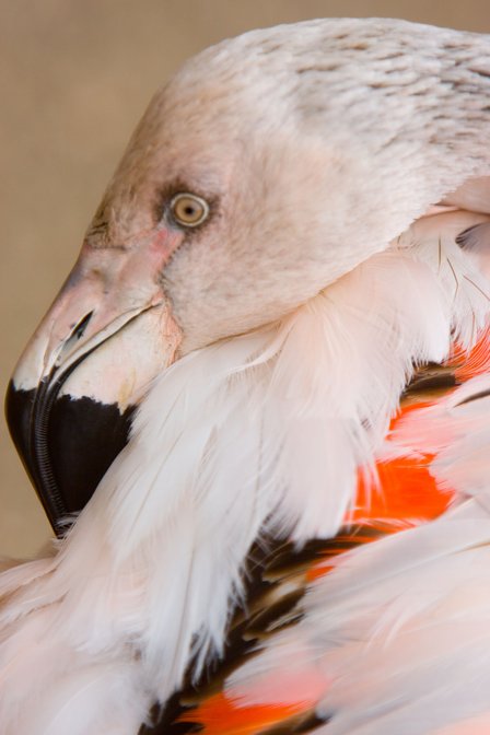 Zoo Flamingo, I