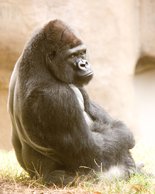 Zoo Gorilla