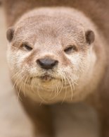 Zoo River Otter