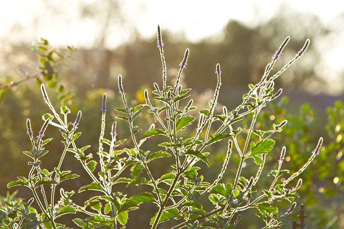 Backlit bush