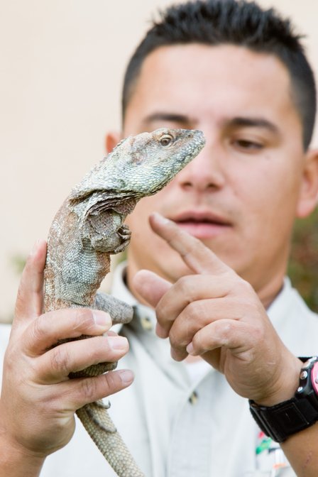 Frilled Lizard, II