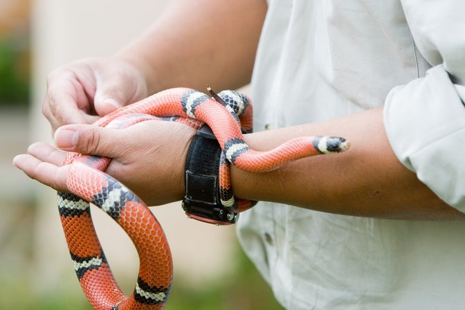 Milk Snake