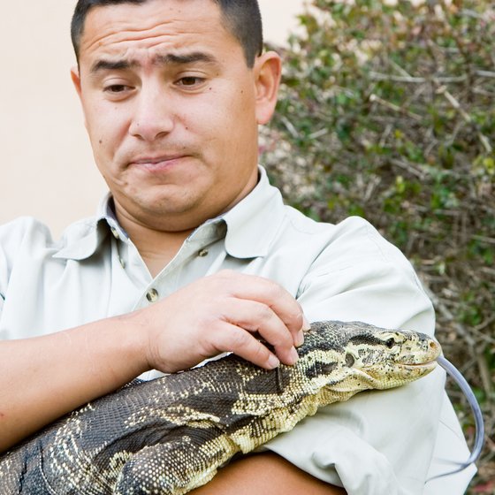 Monitor Lizard, I