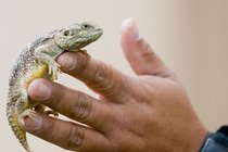 Spiny Tailed Agama