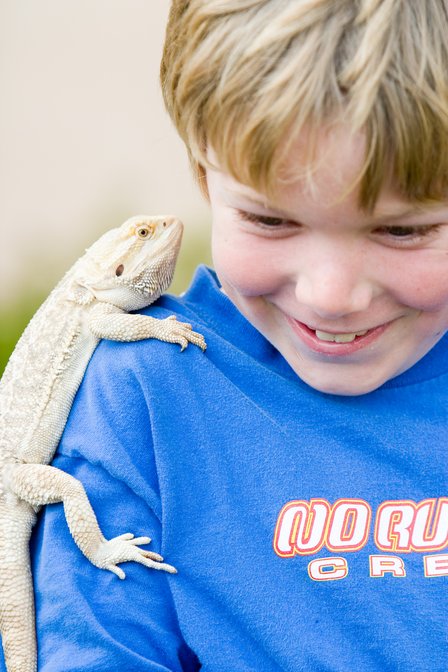 Timothy Bearded Dragon, I