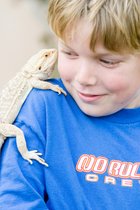 Timothy Bearded Dragon, II