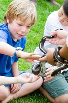 Timothy King Snake