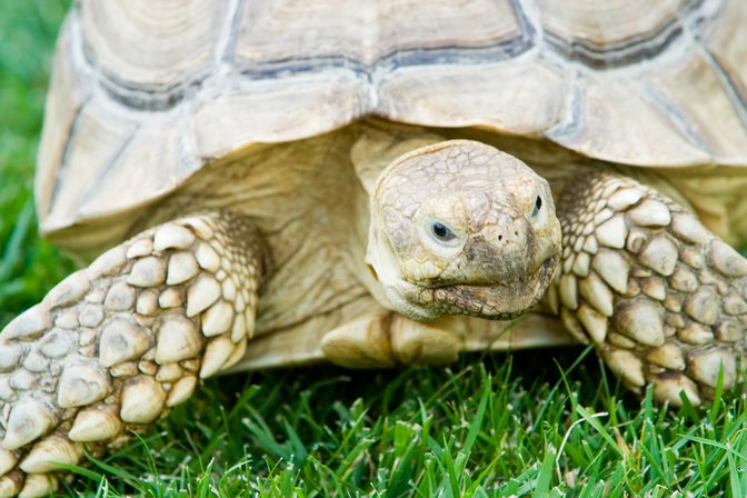 Tortoise, I