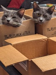 Boxed cat heads