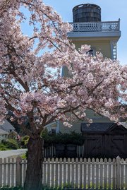 Sakura at the Mendocino Community Center, I