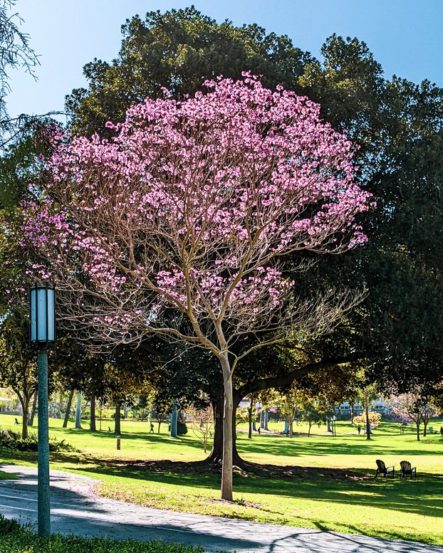 Two trees in Aldrich Park