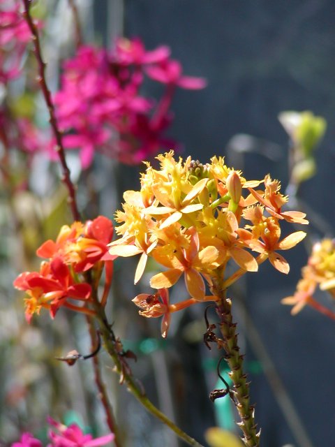 I should have paid attention to what kind of flower this is...