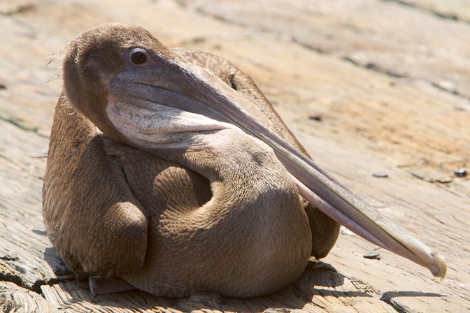Port San Luis Pier Pelican, II