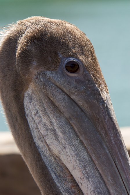 Port San Luis Pier Pelican, III
