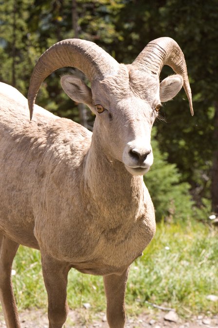 Bighorn Ram