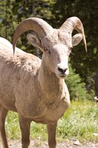Bighorn Ram
