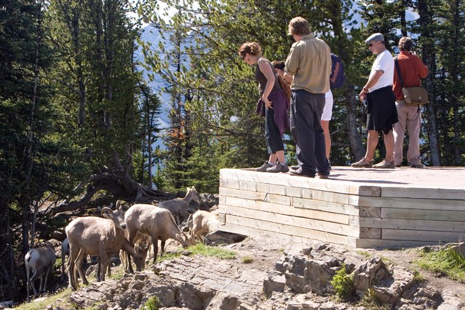Watching The Bighorns