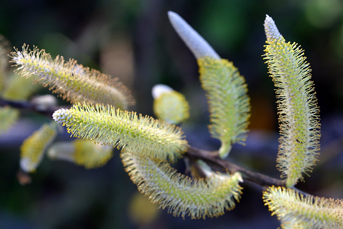 Caterpillar flowers