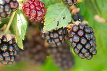 Blackberries, V