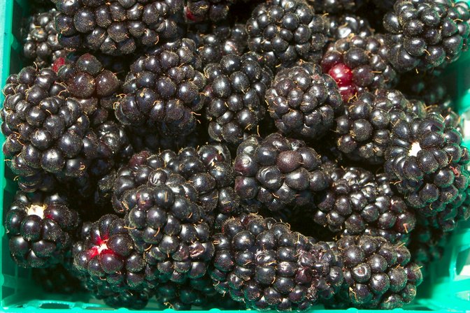 Blackberry Basket