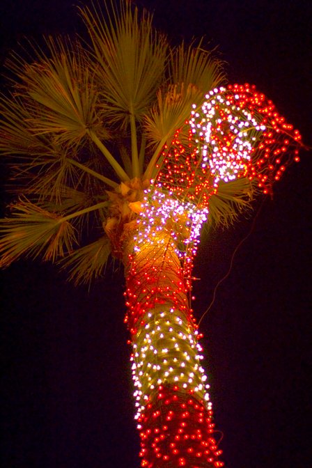 Candy Cane Palm