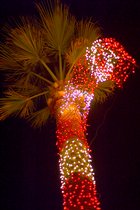 Candy Cane Palm