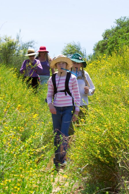 Hiking Through Flowers, III