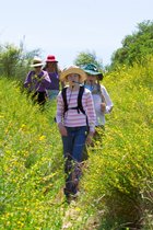 Hiking Through Flowers, III