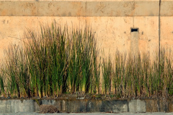 Beach retaining wall