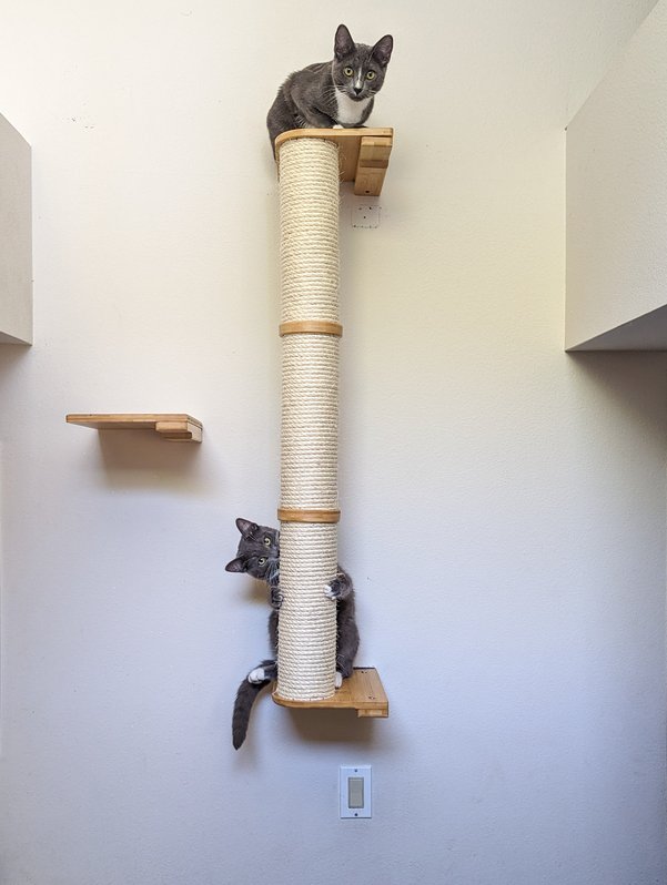 Cat Pole
