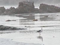 Gull at tideline