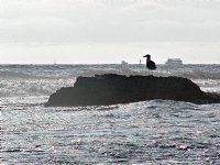 Gull on a rock