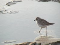 Baby seagull