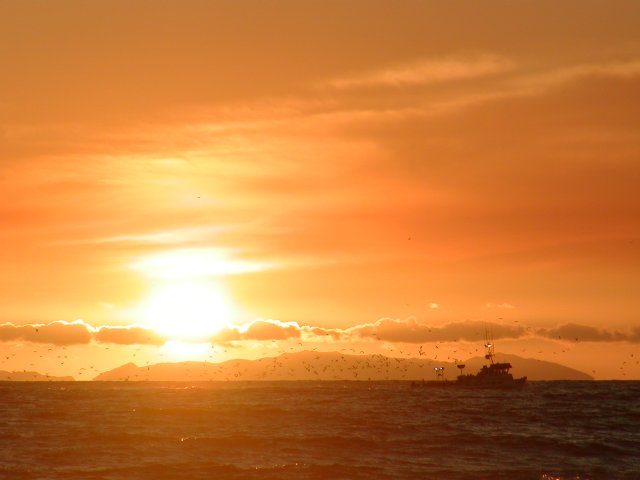 Boat with birds