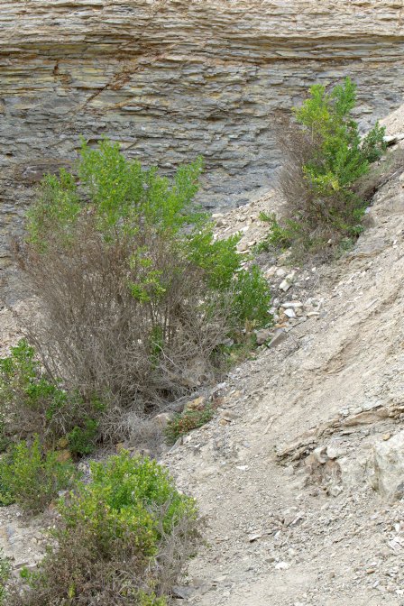 Bushes in a cleft in the bluff