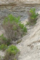 Bushes in a cleft in the bluff