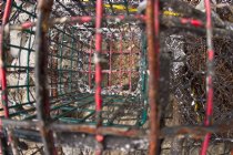 Lobster trap, II