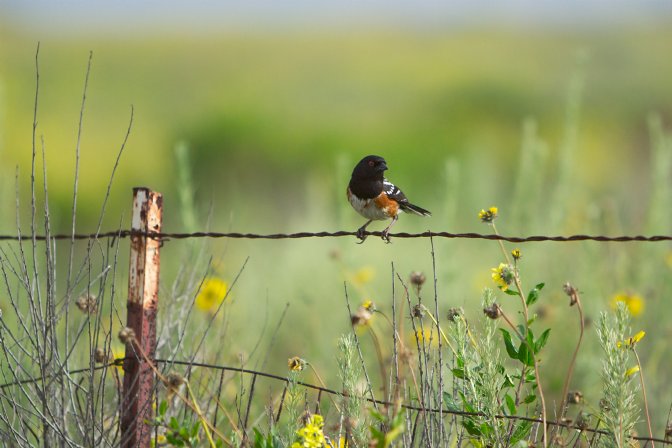 Rufous-Sided Towhee