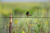 Rufous-Sided Towhee