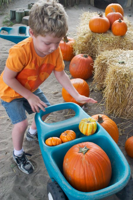 Wheelbarrow full of pumpkins