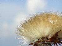 Thistle close-up