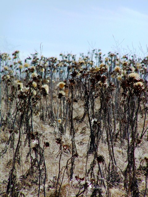 Thistle field