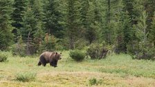 Grizzly Bear, I