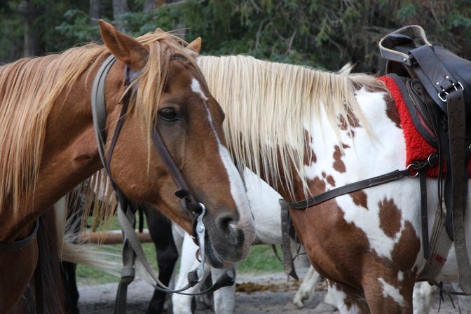 Spray River Corrals Ride, I
