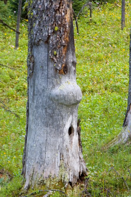 Tree Face
